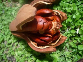 Le Mahogany Bleu